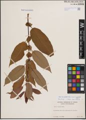 Foto von Salix eriocephala Michx.